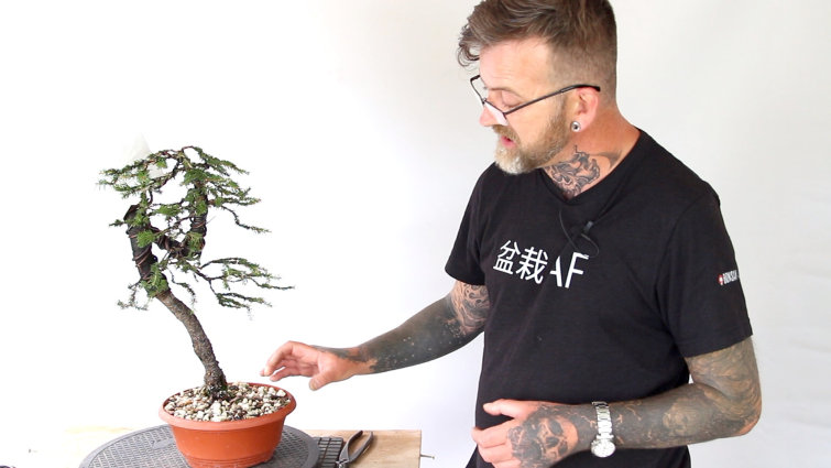 Develop Coniferous Bonsai